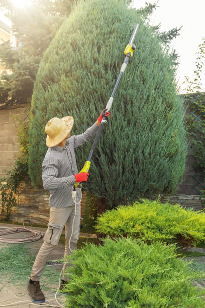 Best Lawn Pest Prevention  in Gridley, CA